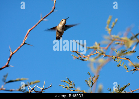 Calliope hummingbird (Selasphorus calliope) in bilico tra il mesquite alberi, Arizona Foto Stock