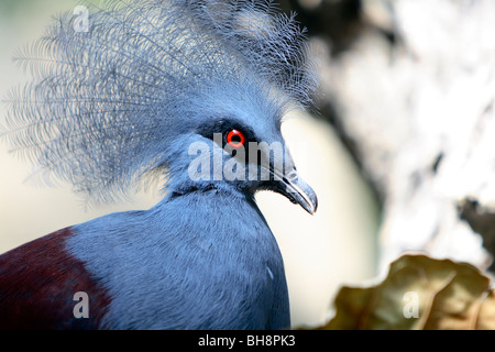 Western Crowned-Pigeon (Goura cristata) Foto Stock