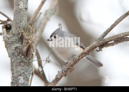 Cincia tufted sul ramo. Foto Stock