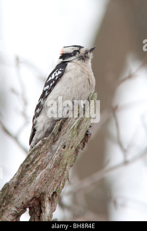 Maschio Picchio lanuginosa sul ramo di albero. Foto Stock