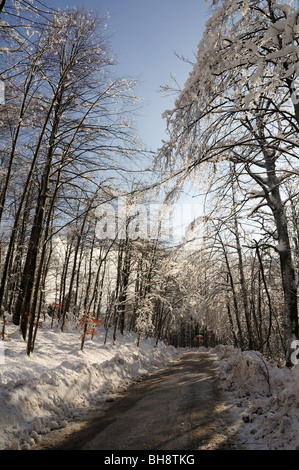 Scena invernale, strada solitaria in una foresta di Gorski Kotar, Croazia Foto Stock