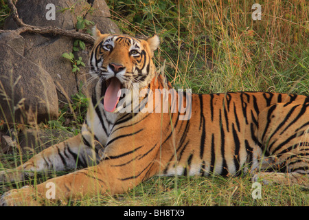 Un maschio selvatico tigre del Bengala in appoggio in prossimità di un foro di acqua nel Parco nazionale di Ranthambore in India Foto Stock