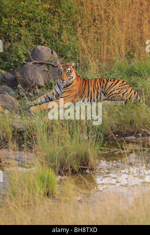 Un maschio selvatico tigre del Bengala in appoggio in prossimità di un foro di acqua nel Parco nazionale di Ranthambore in India Foto Stock
