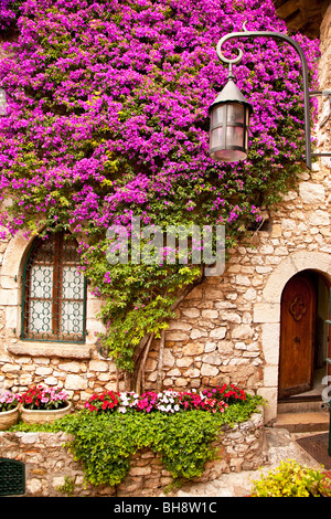 Bellissimi fiori che crescono su di un lato di una casa a Eze Provence Francia Foto Stock