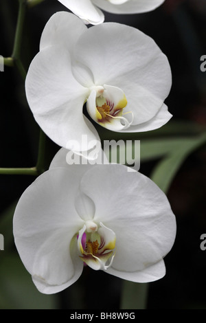 White Orchid Phalaenopsis preso per lo Zoo di Chester, England, Regno Unito Foto Stock