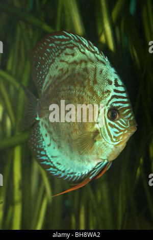Turchese (a.k.a. Royal Blue) Discus Symphysodon aequifasciata haraldi preso per lo Zoo di Chester, England, Regno Unito Foto Stock