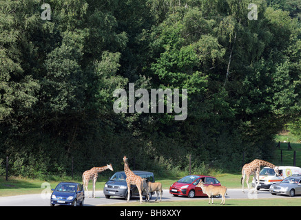 I turisti a guardare le giraffe dalle loro auto durante il 'safari' viaggio nel parco Serengeti di Hodenhagen, Germania Foto Stock