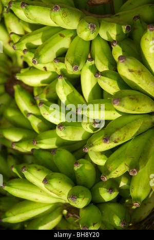 Fresche banane verdi Foto Stock