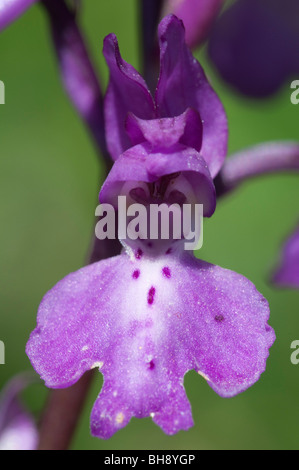 Allentate Orchid fiorito (Anacamptis (Orchis laxiflora)) Foto Stock