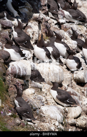 Guillemots (Uria aagle), sulle scogliere di nesting Foto Stock