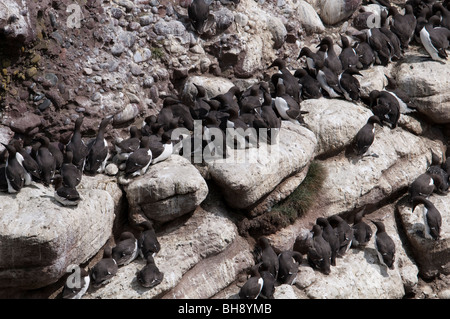 Guillemots (Uria aagle), sulle scogliere di nesting Foto Stock