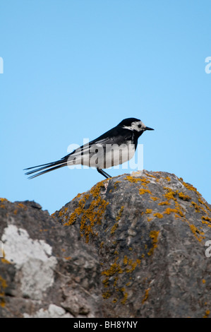 Pied Wagtail (Motacilla alba) Foto Stock