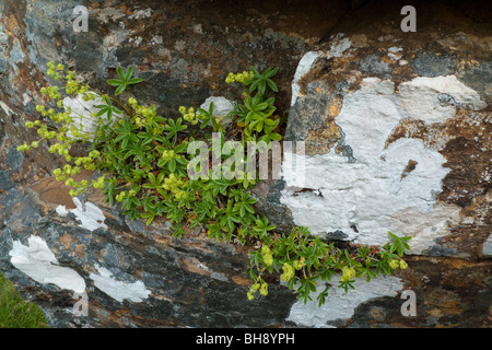 Alpine Lady del mantello (Alchemilla alpina) Foto Stock