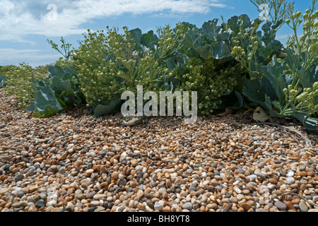 Cavolo riccio di mare (Crambe maritima) sulla spiaggia di ciottoli Foto Stock