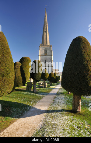 Yew alberi nella chiesa di St. Mary cantiere, Painswick, Gloucestershire Foto Stock