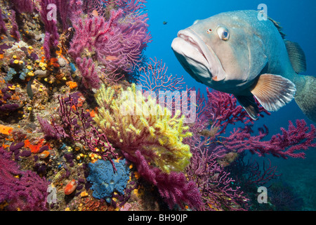 Dusky cernie nella barriera corallina, Epinephelus marginatus, Carall Bernat, isole Medes, Costa Brava, Mare mediterraneo, Spagna Foto Stock