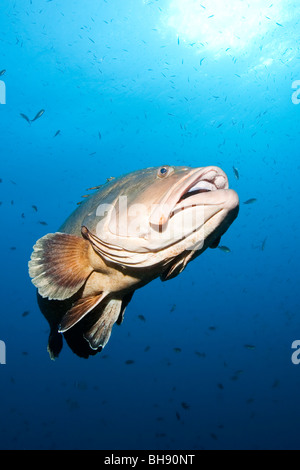 Dusky cernie, Epinephelus marginatus, Carall Bernat, isole Medes, Costa Brava, Mare mediterraneo, Spagna Foto Stock