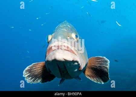 Dusky cernie, Epinephelus marginatus, Pedra de Deu, isole Medes, Costa Brava, Mare mediterraneo, Spagna Foto Stock