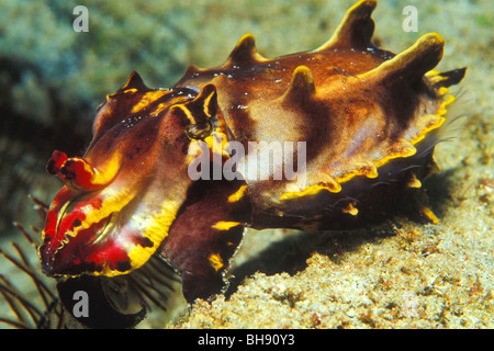 Pfeffers Flamboyant seppie, Metasepia pfefferi, Puerto Galera, Mindoro Island, Filippine Foto Stock