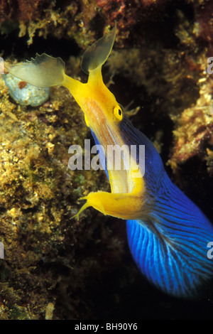 Nastro Anguilla, Rhinomuraena quaesita, Bunaken Nationalpark, Sulawesi, Indonesia Foto Stock