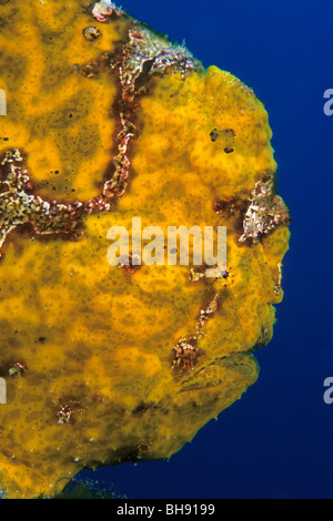 Rana pescatrice gigante, Antennarius commersonii, Cocos Island, Costa Rica Foto Stock