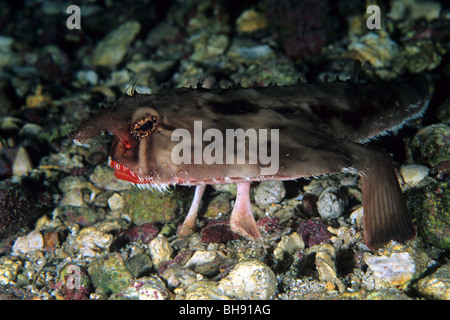 Redlip Batfish, Ogcocephalus porrectus, Cocos Island, Costa Rica Foto Stock