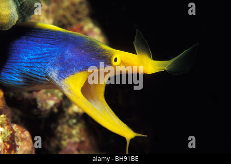 Nastro Anguilla, Rhinomuraena quaesita, Bunaken Nationalpark, Sulawesi, Indonesia Foto Stock