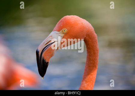 Caraibi il fenicottero rosa Phoenicopterus ruber ruber, Santa Lucia, il Mare dei Caraibi, Cuba Foto Stock