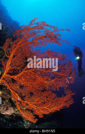 Gigante rosso mare fan, Melithaea sp., Bunaken Nationalpark, Sulawesi, Indonesia Foto Stock