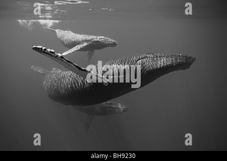 Le megattere, madre e del polpaccio, Megaptera novaeangliae, Big Island, Costa di Kona, Hawaii, STATI UNITI D'AMERICA Foto Stock