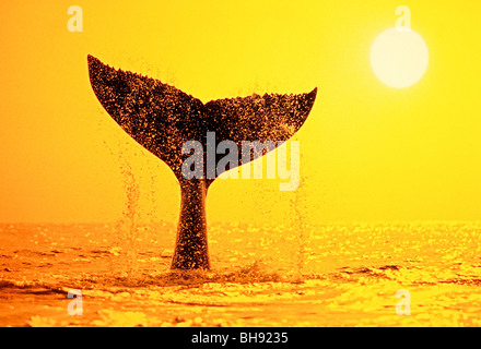 Humpback Whale Coda, Megaptera novaeangliae, Big Island, Costa di Kona, Hawaii, STATI UNITI D'AMERICA Foto Stock