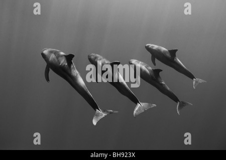 Gruppo di Pigmei Orche Feresa attenuata, Big Island, Costa di Kona, Hawaii, STATI UNITI D'AMERICA Foto Stock