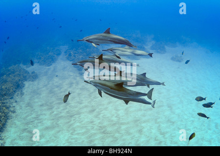 Pod di Hawaiian Spinner Delfini Stenella longirostris, Big Island, Costa di Kona, Hawaii, STATI UNITI D'AMERICA Foto Stock