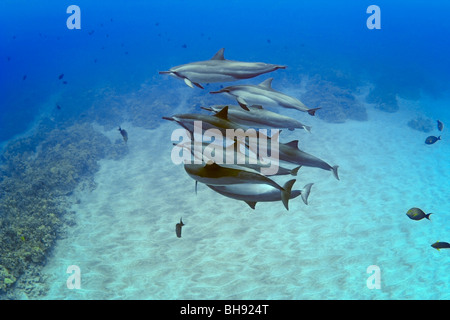 Pod di Hawaiian Spinner Delfini Stenella longirostris, Big Island, Costa di Kona, Hawaii, STATI UNITI D'AMERICA Foto Stock