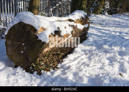 Abbattuto tronco di albero coperto di neve Foto Stock