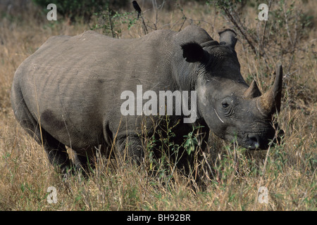 Rinoceronte bianco, Ceratotherium simum, Hluhluwe Umfolozi Park, Kwazulu-Natal, Sud Africa Foto Stock