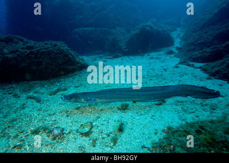 Grongo, Conger conger, Isola del Giglio, Mare Mediterraneo, Italia Foto Stock