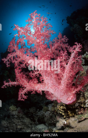 Red coralli molli, Dendronephthya sp., Sharm el Sheikh, Mar Rosso, Egitto Foto Stock