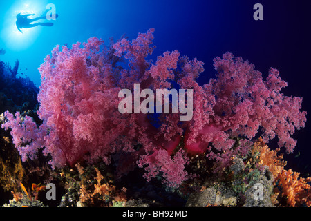 Red coralli molli, Dendronephthya sp., Sharm el Sheikh, Mar Rosso, Egitto Foto Stock