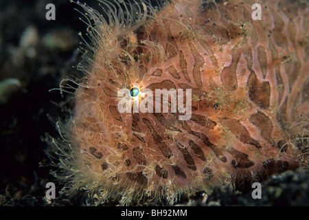 Rana pescatrice striato, Antennarius striatus, Lembeh strait, Sulawesi, Indonesia Foto Stock