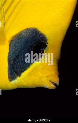 Butterflyfish mascherato, Chaetodon semilarvatus, Mar Rosso, Egitto Foto Stock