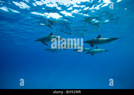 Spinner Dolphind, Stenella longirostris, Mar Rosso, Egitto Foto Stock