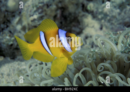 Mar Rosso, Anemonefish Amphiprion bicinctus, Mar Rosso, Egitto Foto Stock