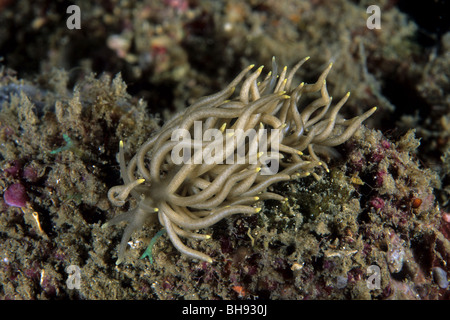 Mare Nudibranch Slug, Phyllodesmium briareum, Lembeh strait, Sulawesi, Indonesia Foto Stock