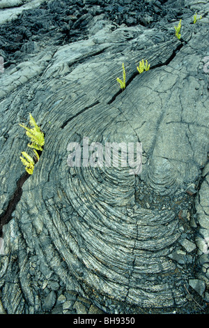 Piante che crescono in lava solidificata, Kona, Big Island, Hawaii, STATI UNITI D'AMERICA Foto Stock