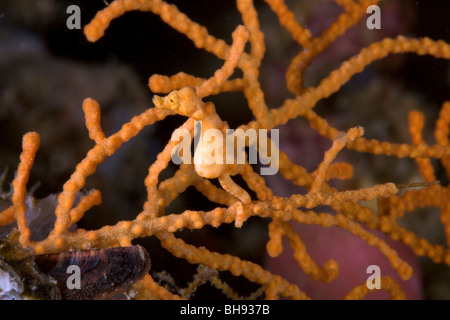 Denise cavalluccio marino pigmeo, Hippocampus denise, Lembeh strait, Sulawesi, Indonesia Foto Stock