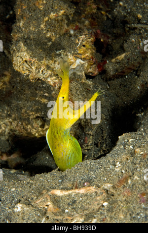 Nastro giallo Anguilla, Femmina, Rhinomuraena quaesita, Lembeh strait, Sulawesi, Indonesia Foto Stock