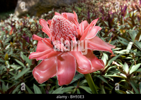 Torcia Zenzero, Etlingera elatior, Papeete, Tahiti, Polinesia Francese Foto Stock