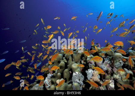 Secca di Jewel Fairy Basslet, Pseudanthias squamipinnis, Mar Rosso, Arabia Saudita Foto Stock