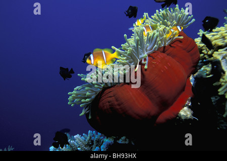 Mar Rosso Anemonefish nella magnifica Anemone, Amphiprion bicinctus, Heteractis magnifica, Mar Rosso, Arabia Saudita Foto Stock